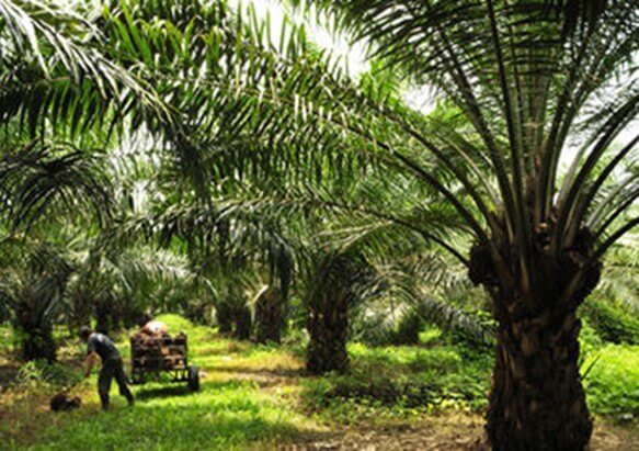 Trabajador de campo con la cosecha de palma de aceite en una plantación
